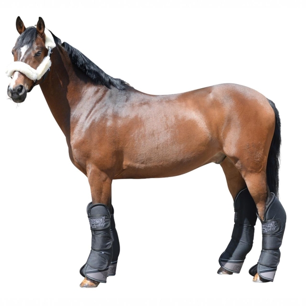 525600_1099_2080_am_Pferd_freigestellt.jpg