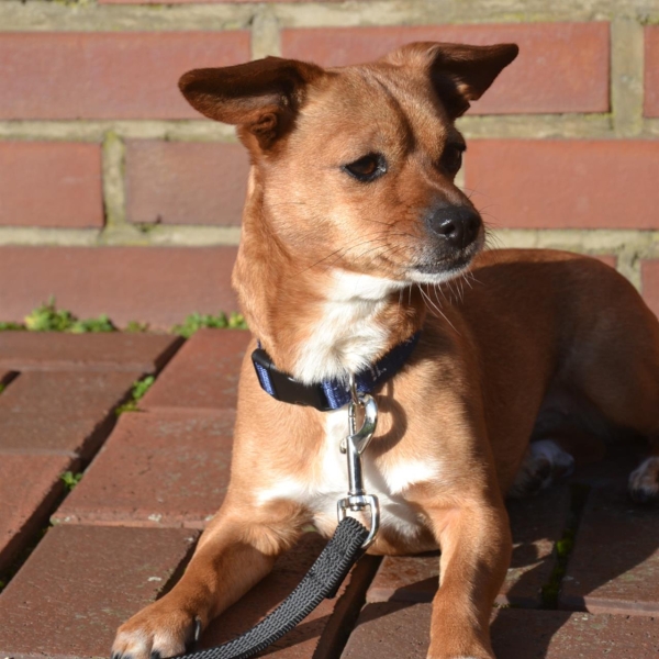 710700_1099_Hund.jpg